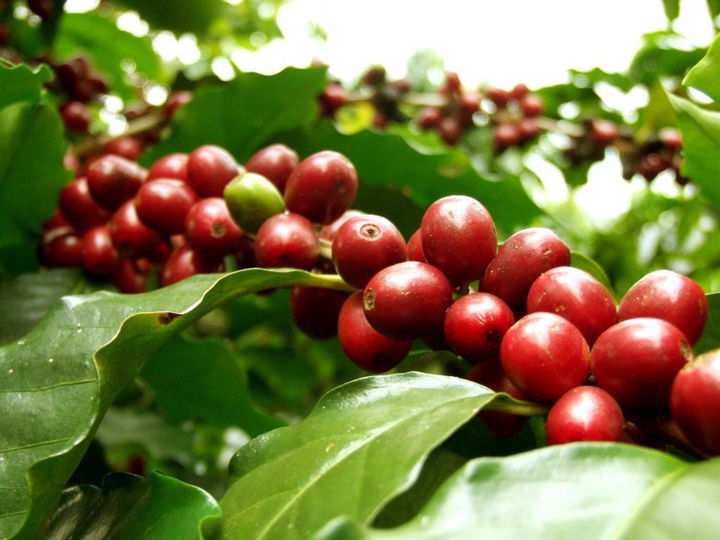 Cafezal Em Flor Turismo E Cafes Especiais Ξενοδοχείο Monte Alegre do Sul Εξωτερικό φωτογραφία