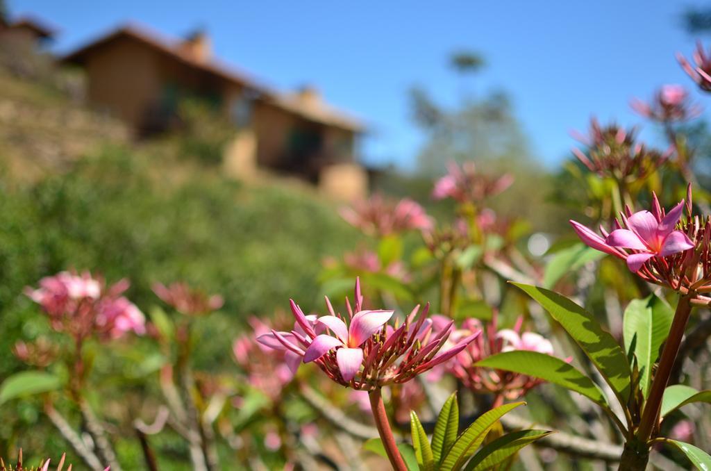 Cafezal Em Flor Turismo E Cafes Especiais Ξενοδοχείο Monte Alegre do Sul Εξωτερικό φωτογραφία