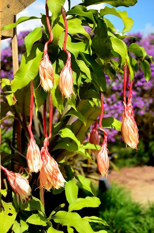 Cafezal Em Flor Turismo E Cafes Especiais Ξενοδοχείο Monte Alegre do Sul Εξωτερικό φωτογραφία