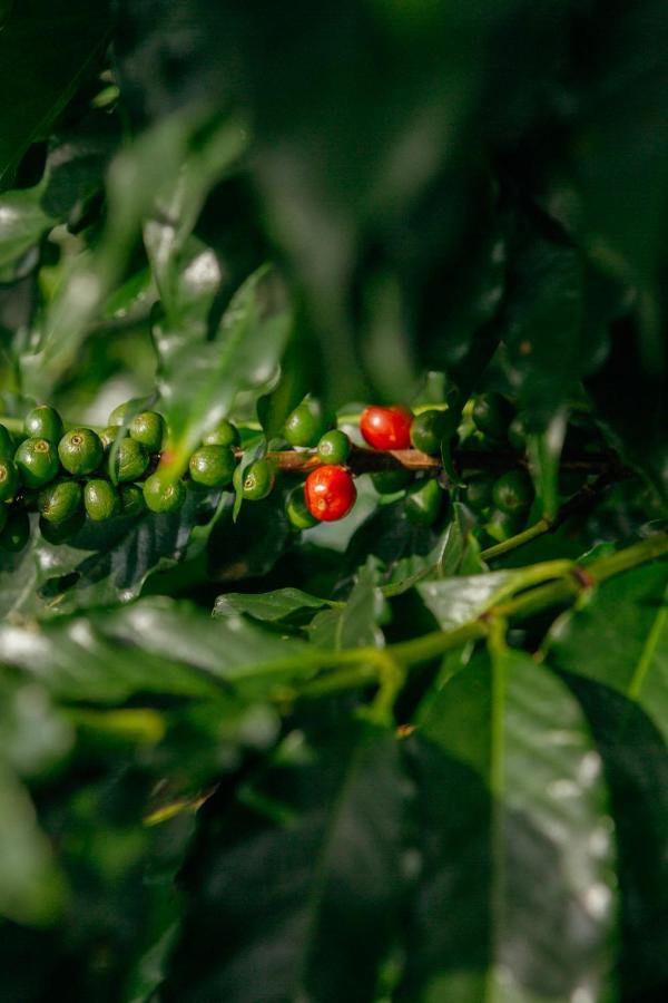 Cafezal Em Flor Turismo E Cafes Especiais Ξενοδοχείο Monte Alegre do Sul Εξωτερικό φωτογραφία